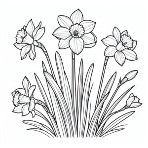 daffodil flowers d